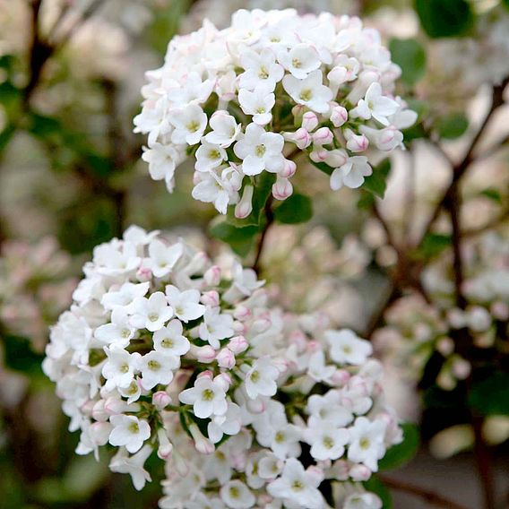 Viburnum x burkwoodii 'Anne Russell'