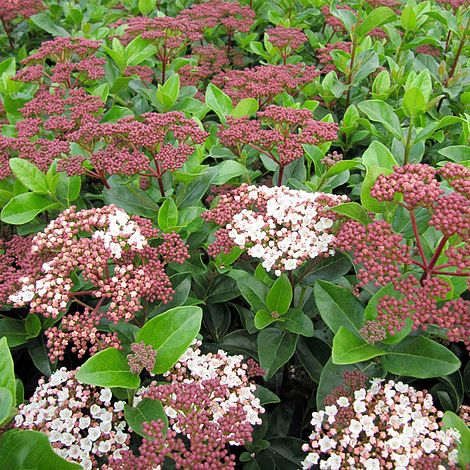 Viburnum tinus 'Lisarose'