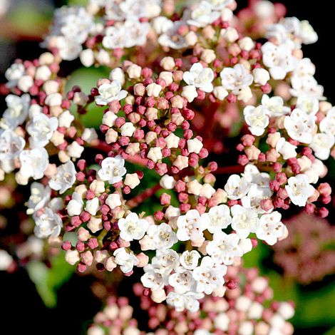 Viburnum tinus 'Lisarose'