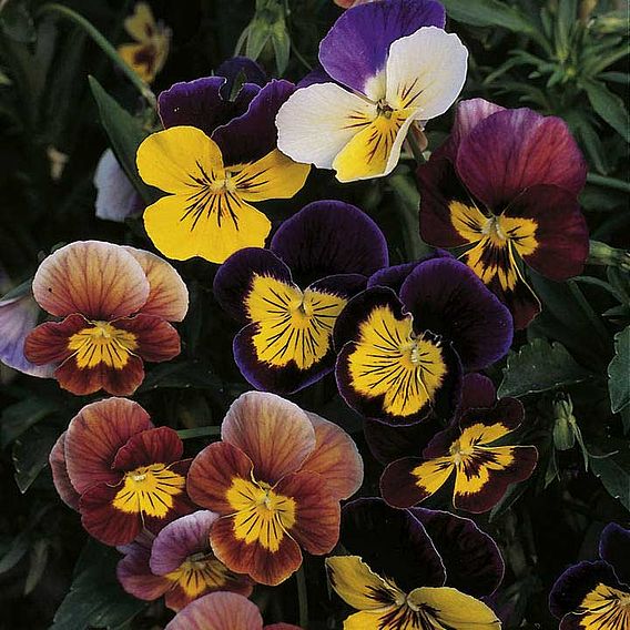 Viola 'Fancy Shades Mix' - Seeds