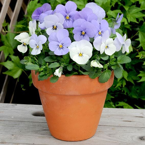 Viola hybrida 'Sorbet Yesterday Today & Tomorrow'