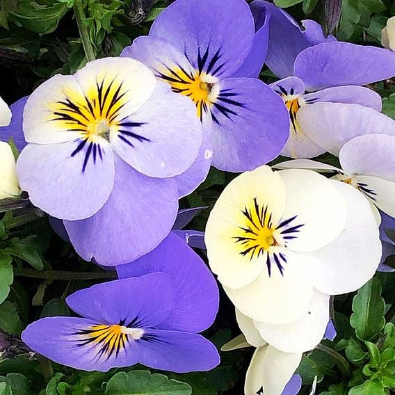 Viola hybrida 'Sorbet Yesterday Today & Tomorrow'