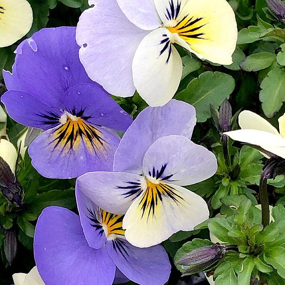 Viola Plants - Yesterday, Today & Tomorrow