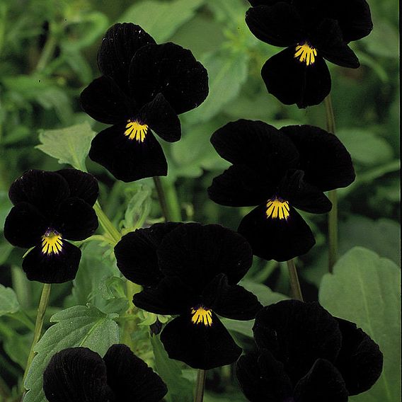 Viola 'Blackjack (Black Devil)' - Seeds