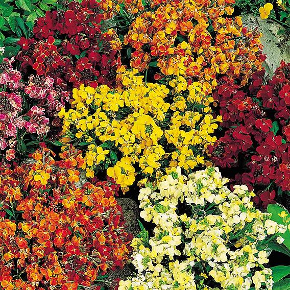 Wallflower 'Persian Carpet Mix' - Seeds