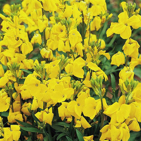 Wallflower 'Cloth of Gold' - Seeds