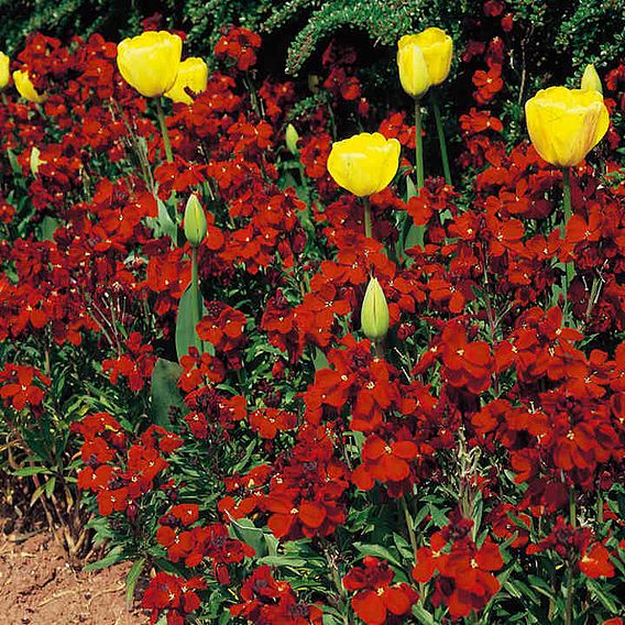 Wallflower Seeds - Fire King