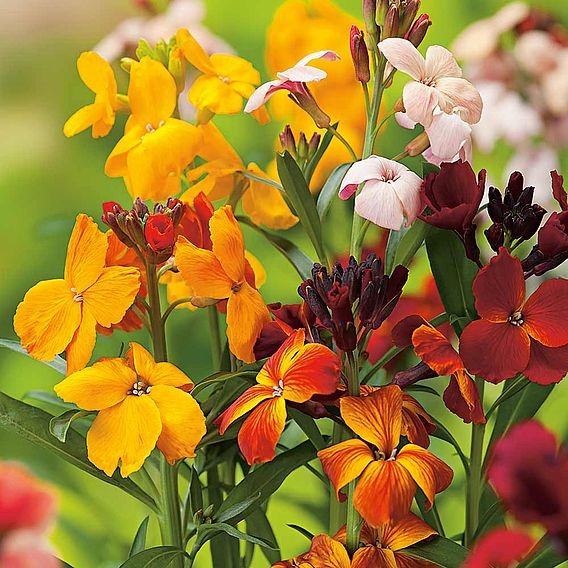 Wallflower 'Persian Carpet Mix' - Seeds