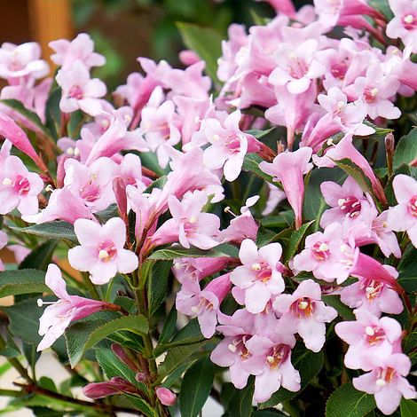 Weigela florida Plant - Pink Poppet