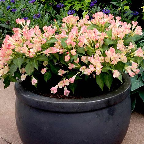 Weigela All Summer Peach