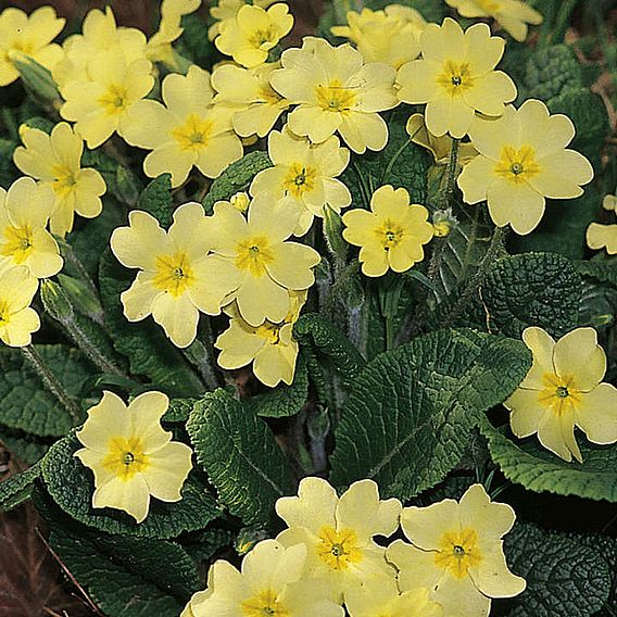 Primula vulgaris - Wild Primrose