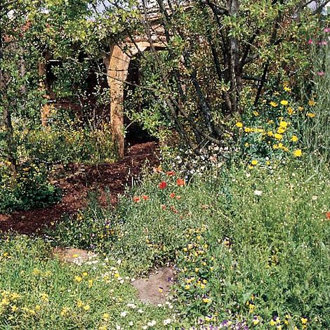 Wild Flower Lawn Mixed - Seeds