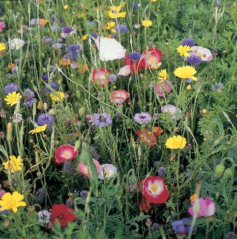 Budget Flower Mix - Seeds