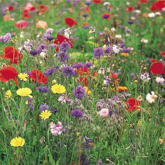 Wildflower Mix Collection - Seeds