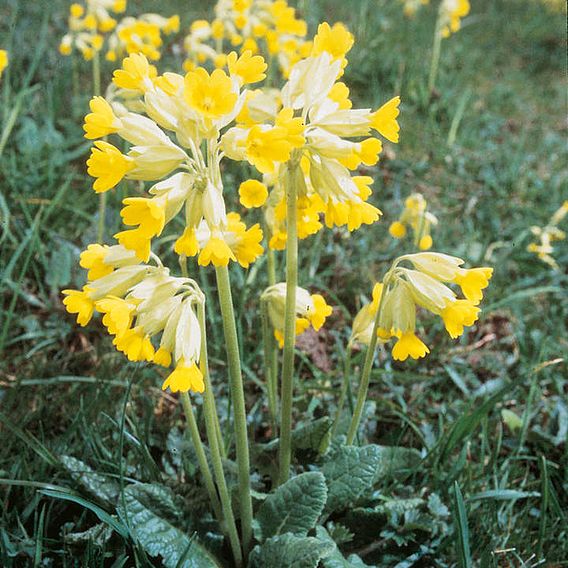 Cowslip - Seeds