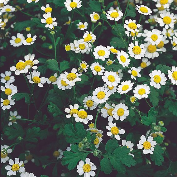 Predators 'Flower Mix' - Seeds