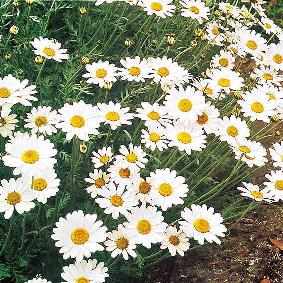 Ox-Eye Daisy Wildlife Flower Seeds