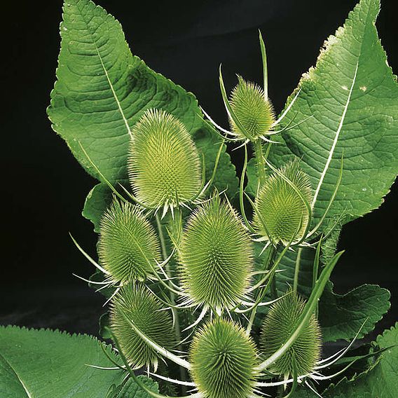 Seeds for Pollinators - Teasel Seeds