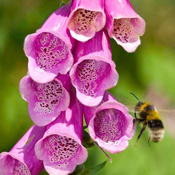 Wild Foxglove - Pollinator Seeds