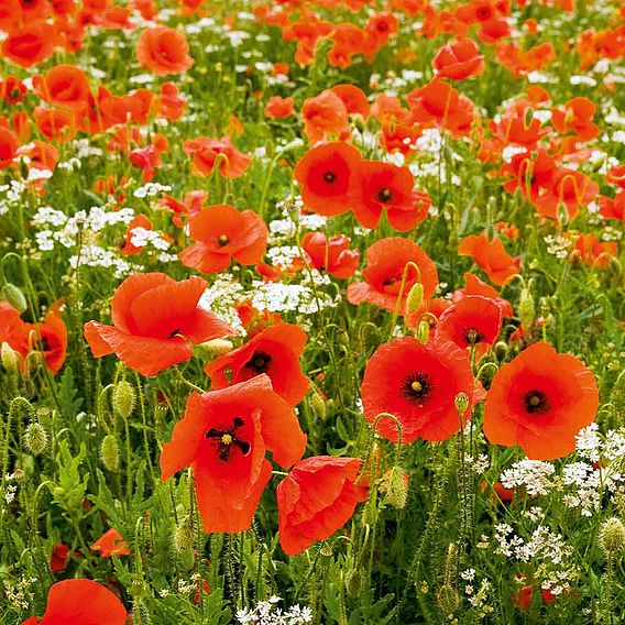 Poppy Seeds - Field Poppy (rhoeas)