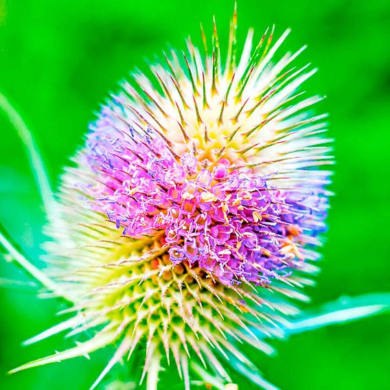 Teasel Seeds