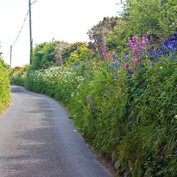Country Hedgerow Mix - Seeds