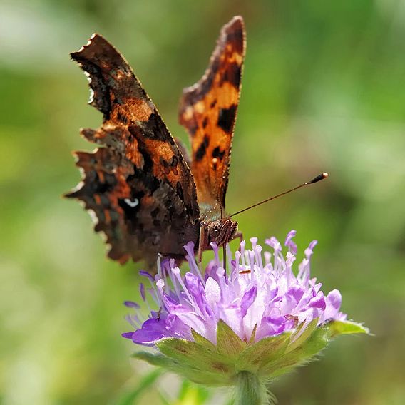 Butterfly Mix Seeds