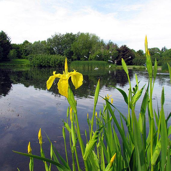 Perfect by Ponds Mix - Seeds