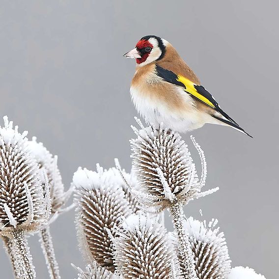 Winter Bird Feeding Mix Seeds