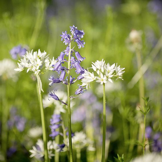 Woodland Garden Mix Seeds