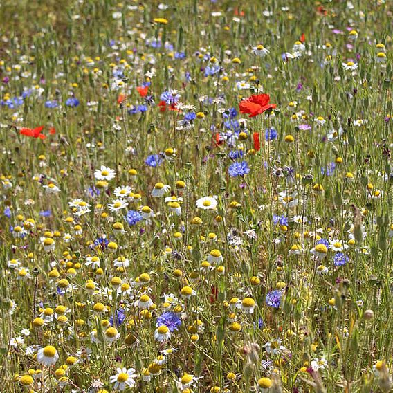 Cornfield Annuals Mix - Seeds