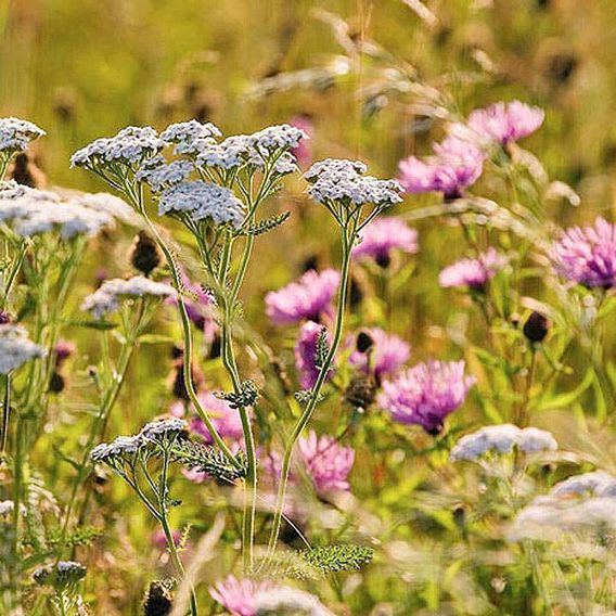 Fragrant Flowers Mix - Native British Wildflower Seeds