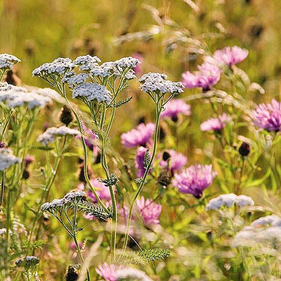 Fragrant Flowers Mix Seeds