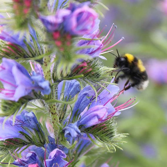 Wildflower Honeybee Mix - Seeds
