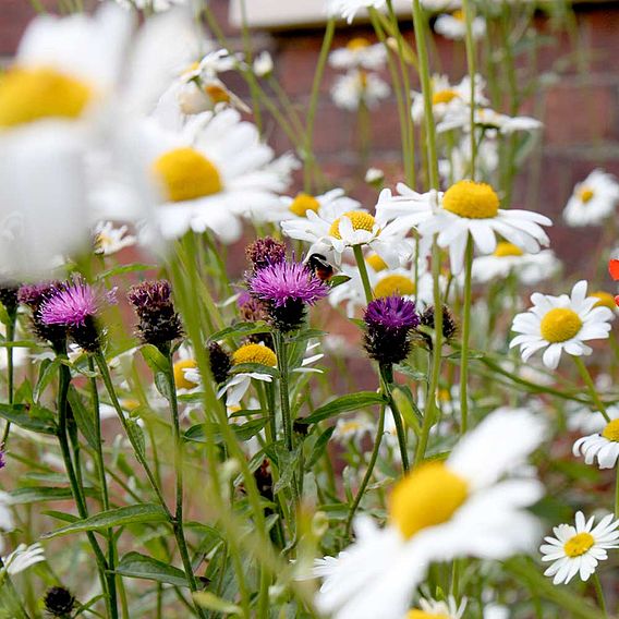 Pretty Perennials Mix - Seeds