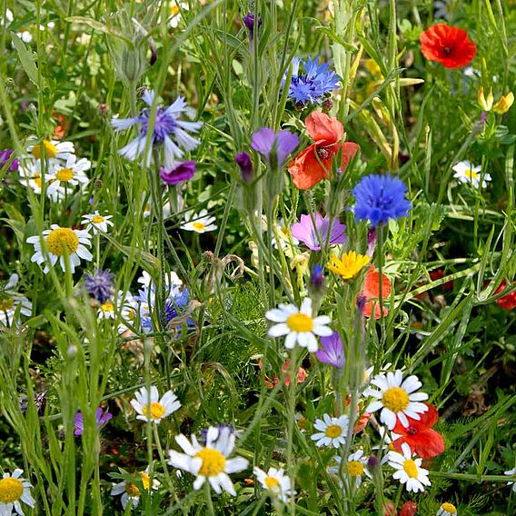 Colourful Annuals Mix - Seeds