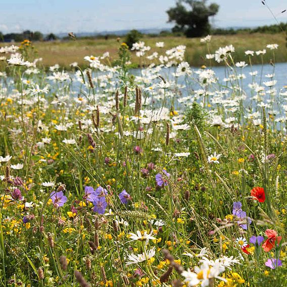 Native British Wildflowers 'Window Box Mix' - Seeds