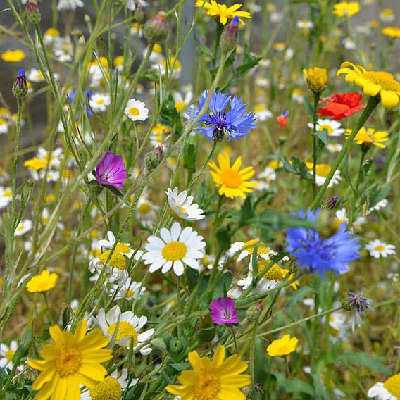 Native British Wildflowers 'Patio Pots Mix' - Seeds