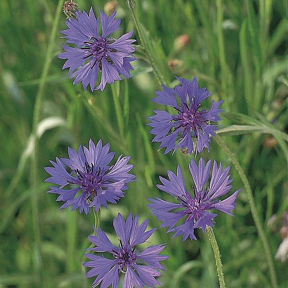 Cornflower 'Field Cornflower' - Seeds