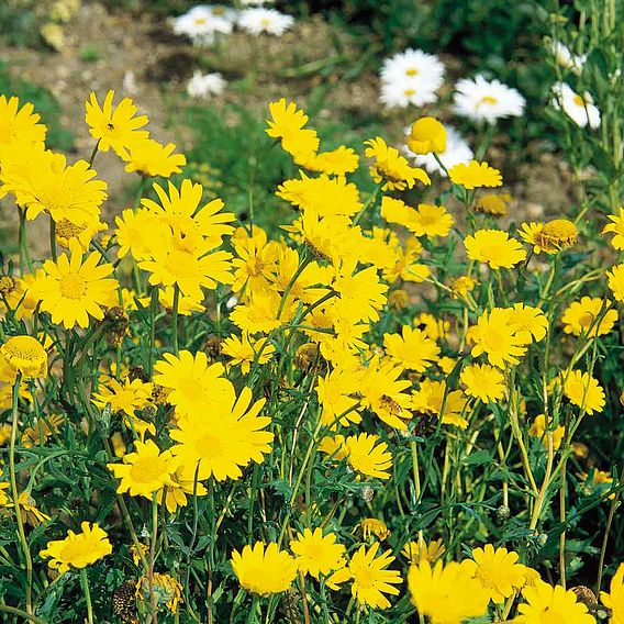 Wildflower Mix Collection - Seeds