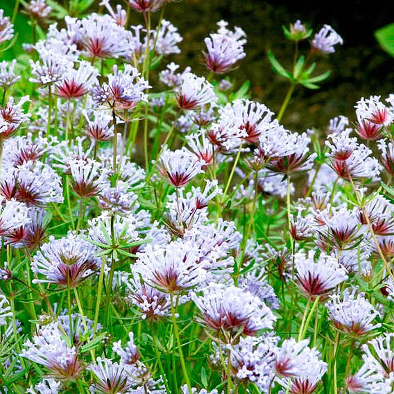 Blue Woodruff Seeds - Blue Shades