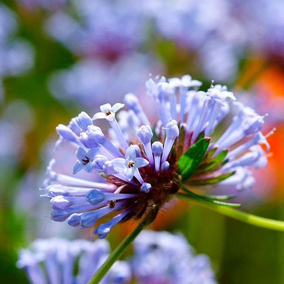 Blue Woodruff Seeds - Blue Shades