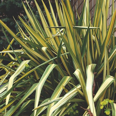 Yucca filamentosa Plant - Colour Guard