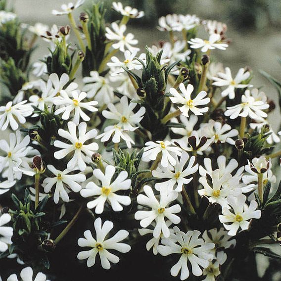 Night Phlox - Seeds