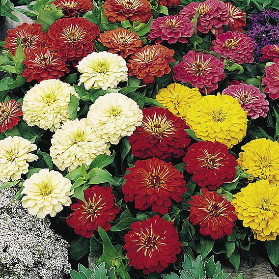Zinnia 'Bright Spark Mix' - Seeds