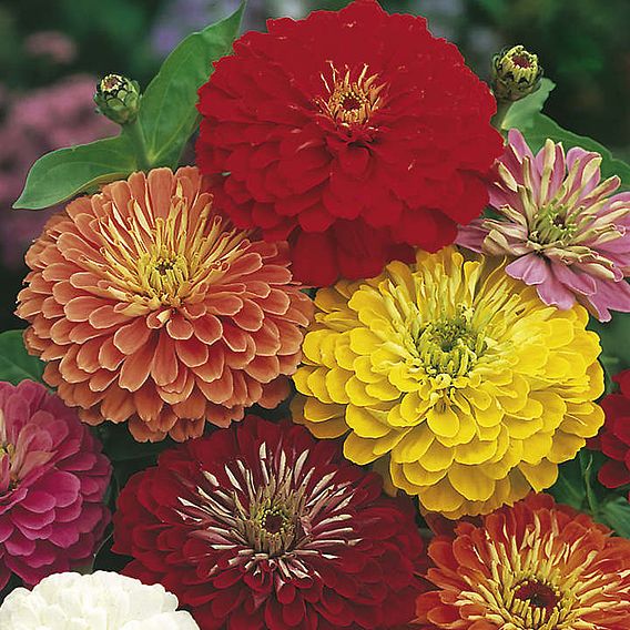 Zinnia Seeds - Fireworks Mix