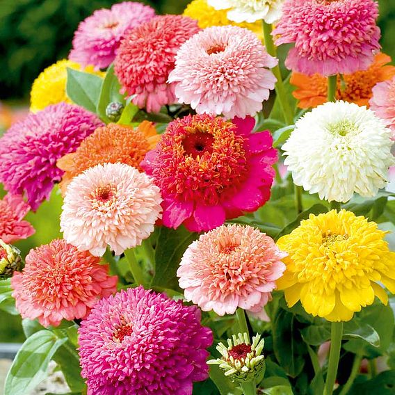 Zinnia 'Faberge Mix' - Seeds