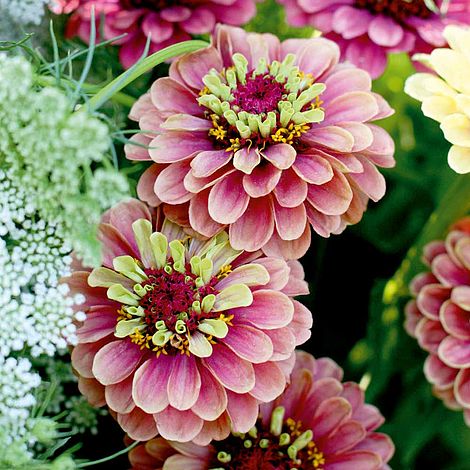 Zinnia Seeds - Queen Red Lime