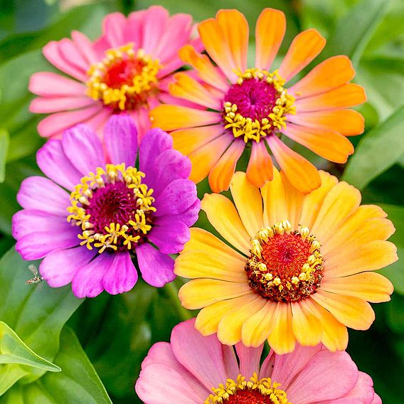 Zinnia Seeds - Molotov Mix