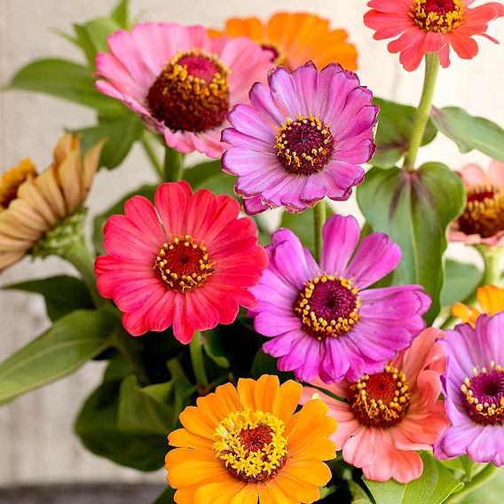 Zinnia 'Molotov Mix' - Seeds